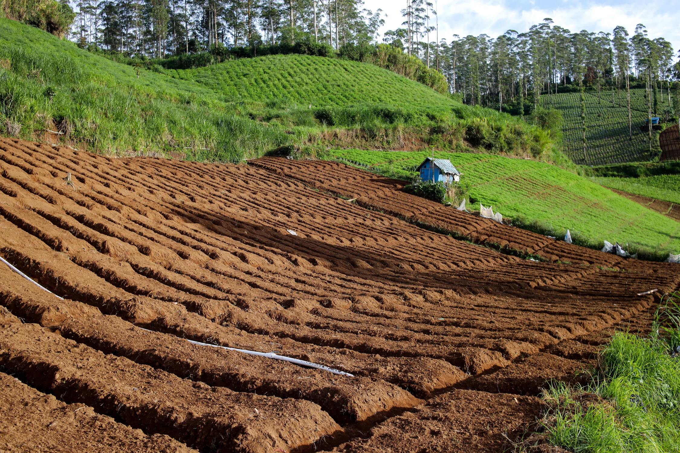 brown-soil-slope-and-planted-crops-on-the-hills-2025-09-09-19-48-37-utc